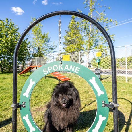 Fenced-in dog park